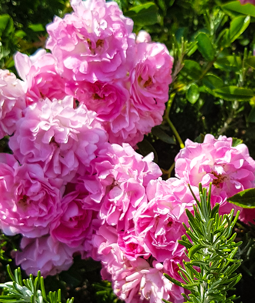 Colorful gardens