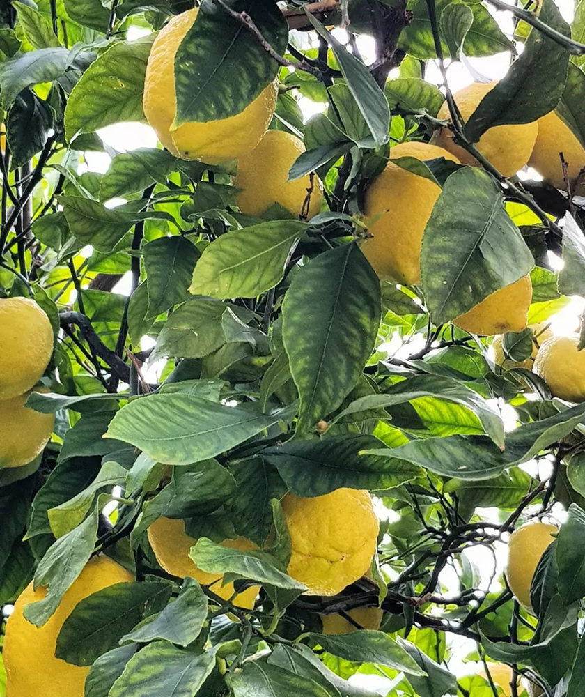 Antico limoneto Al Poggio Antico